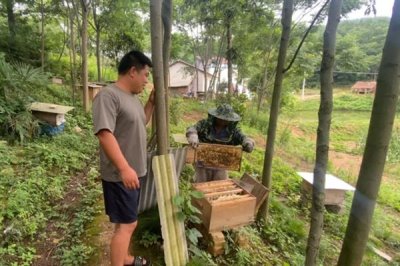 中华蜜蜂怎么养殖,温度较高时要在蜂箱四周洒水降温