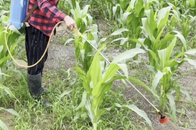 玉米圆斑病的症状，主要为害果穗