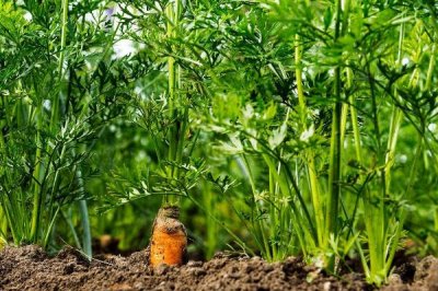 胡萝卜移栽注意事项，拔苗后需马上定植