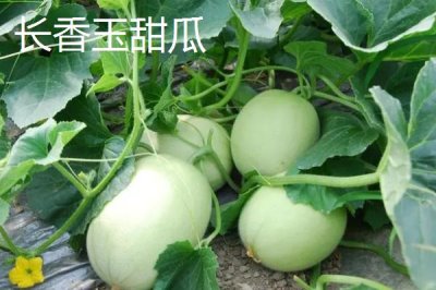 南方种甜瓜适合种什么品种,香妃、橙露、羊角蜜等品种皆可选择