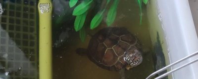 乌龟怎么喂养，要遵循以下四个原则