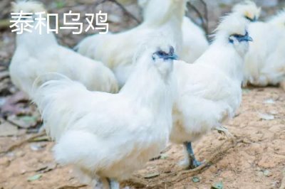 乌鸡的产地,原产自江西省的泰和县武山