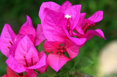 三角梅一年开多少次花，一般一年只开一次花