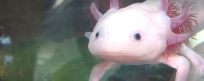 六角恐龙鱼逐渐死亡的原因，一般是生病、缺氧、水温过高造成