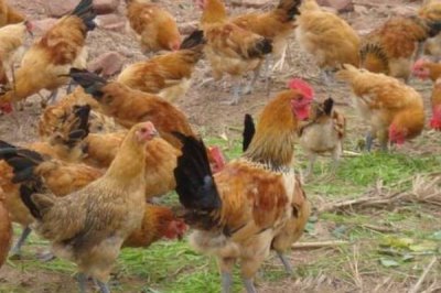 散养土鸡成本,饲养一只土鸡纯利在10元-20元