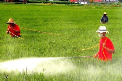 水稻田埂除草配方,杂草较多的话可喷施二甲四氯