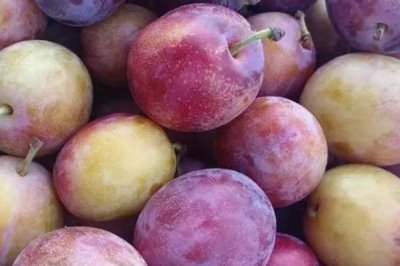 西梅和李子的区别,形状、口味、产地和价格均不同
