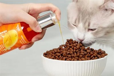 给猫咪饲喂鱼油的好处,可以有效改善猫咪的免疫系统