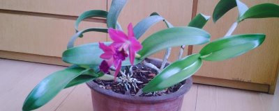 如何半水培养殖卡特兰，水分要完全干透才能浇水