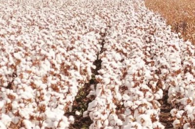 怎么避免棉花疯长,可喷施缩节胺、助壮素等药物