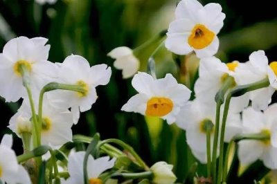 水仙花能不能在室内养，可以在室内养但不要触碰鳞茎