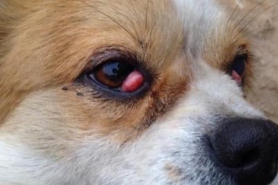 犬眼肿胀的原因，可能是玩耍时不慎抓到