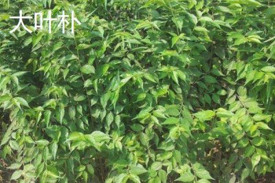 朴树常见的品种有哪些,均可作为绿化树种