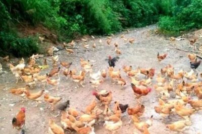 土鸡的散养要点,一定要选择好一点的鸡苗