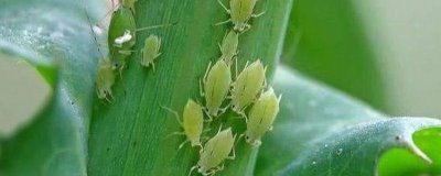 防治蚜虫用什么药，马拉硫磷、杀螟松、抗蚜威等药物均可起到灭杀效果