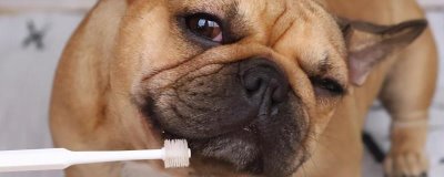 怎么解决狗狗口臭有腥味,如果是牙结石引起的可进行洁牙手术治疗