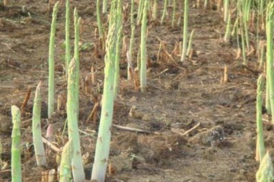 芦笋苗期怎么管理，定植后要做好补苗、中耕除草等工作