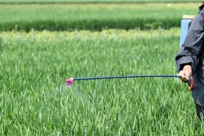 打除草剂多久再打营养药,要间隔半个月左右