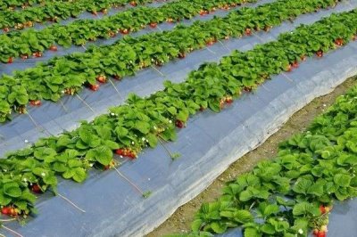 草莓采收后怎么管理,要追施复合肥并摘除匍匐茎和枯叶