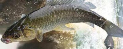 鲫鱼一年可以增重多少，人工养殖一年能增长150-200克左右