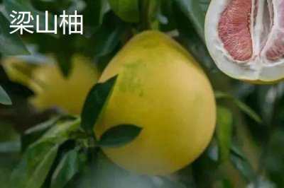 柚子何时成熟上市,一般集中在10-11月份