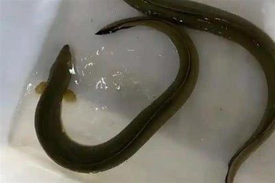 鳗鱼买回来可以存活多长时间,养护得当时寿命能达到几十年