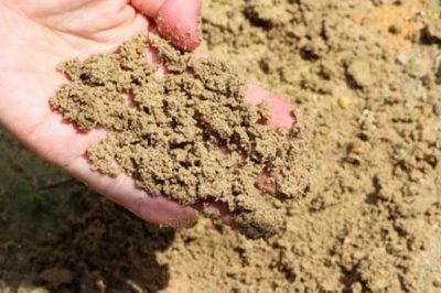 北沙参和南沙参有什么区别，科属、产地和形态均不同