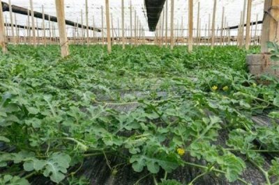 移栽后的西瓜苗怎么管理，追施钙肥可促进根系发育