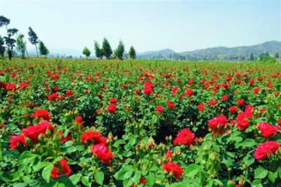 玫瑰的花期,在5-6月份