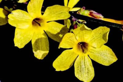 冬天室外的迎春花会冻死吗,有较好的耐寒力不会冻死