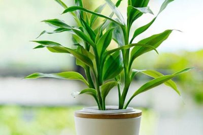 富贵竹长高了如何修剪，可斜切根部或修剪顶端枝苗