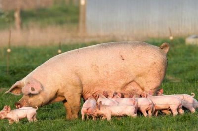 母猪子宫炎的表现症状,分为急性与慢性子宫内膜炎