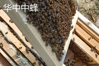 中蜂的品种,群势大小不一