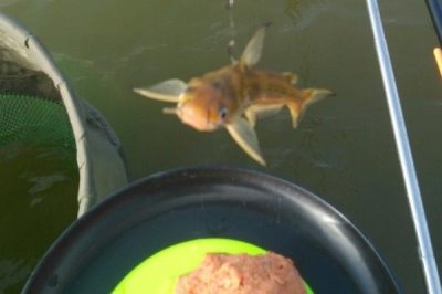 黑漂形成的原因,斜拉黑漂中鱼率高