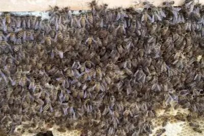 有王台能否介蜂王进去,仍能介新蜂王