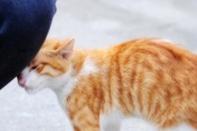 猫咪为何一直蹭人还叫唤,可能是正在发情等原因所导致