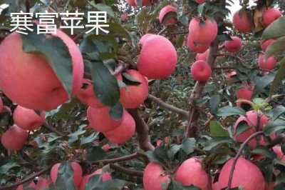 寒富苹果的产地，主产地在中国北方
