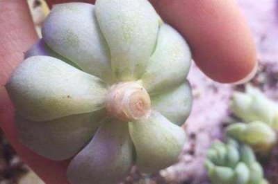 适合对多肉断头的季节,以春季和秋季为宜