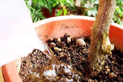 怎么扦插三角梅，剪取健康的枝条插入土壤中