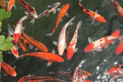 锦鲤为什么会烂鳞烂肉,主要原因是受到了病菌感染