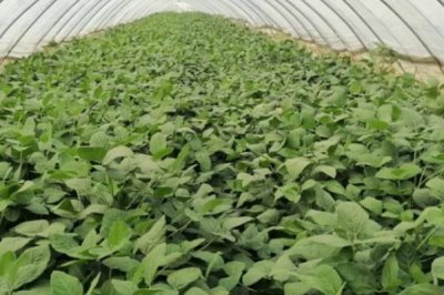 早春毛豆为何结荚少以及防治方法,温差过大会影响花芽分化和结荚