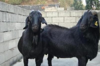 受孕黑山羊的管理技术,秋冬季一定要保证棚舍的温度和光照