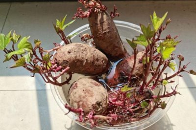 紫薯的种植方法,在2月份中旬可出窖育苗