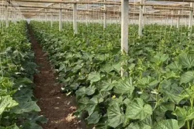 黄瓜化瓜怎么防治,喷施叶面肥可提高坐果率、避免早衰