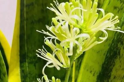 虎皮兰开花后的外观,花朵呈簇生状、颜色为白色或淡绿色