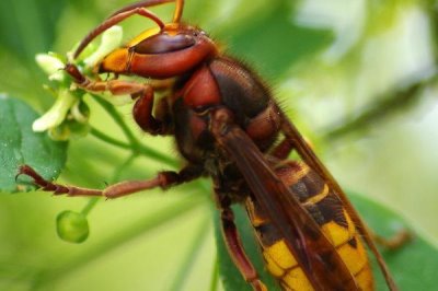 马蜂是什么蜂,学名胡蜂