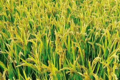 龙庆稻55水稻种子介绍，在适应区播种期4月12日