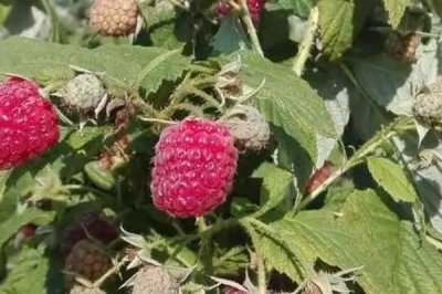 种植树莓的利润,夏果型品种的亩收益为4000元左右