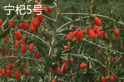 枸杞在哪里有产,我国宁夏是全国范围内最大的产地