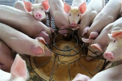 怎么避免猪应激，夏季需注意防暑降温